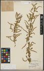 Foto von Salix alba subsp. vitellina (L.) Arcang.